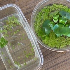 MIXメダカ　若魚10匹　水草セット
