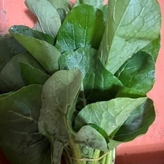 便利菜（小松菜　青梗菜のMIX野菜）