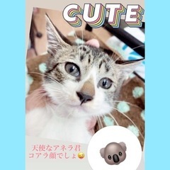 随時お見合い可能👼天使の名前を持つコアラ柄のアネラくん
