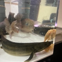 カミハタビキールの画像