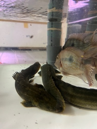 カミハタビキール