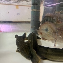カミハタビキールの画像