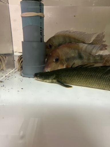 ワイルドビキール