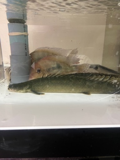 ワイルドビキール