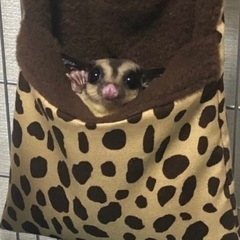 フクロモモンガ♂（飼育約2年）