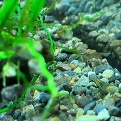 ミナミヌマエビ　１０匹　🦐の画像