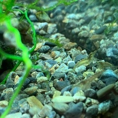 ミナミヌマエビ　１０匹　🦐の画像