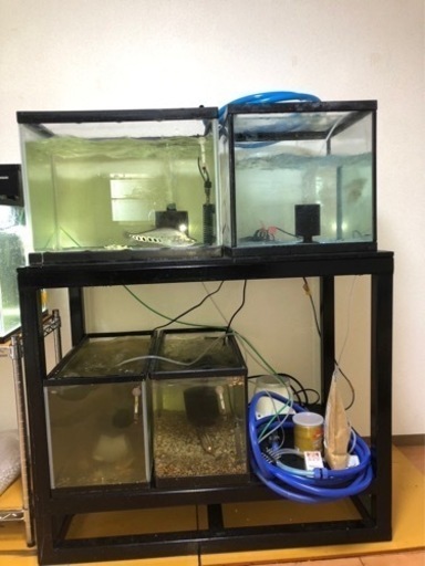 水槽 生体　水槽台　まとめ売り　水槽90cm 60cm エンドリケリー　バラマンディ