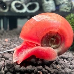 レッド、ピンクラムズホーン