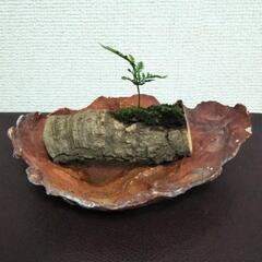 ■(中)陶器皿 古木 苔 シダ グリーンオブジェの画像