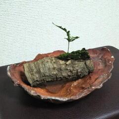 ■(中)陶器皿 古木 苔 シダ グリーンオブジェの画像