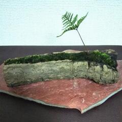 ■(大)陶器皿 古木 苔 シダ グリーンオブジェの画像