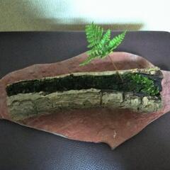 ■(大)陶器皿 古木 苔 シダ グリーンオブジェの画像