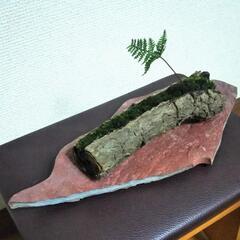 ■(大)陶器皿 古木 苔 シダ グリーンオブジェの画像