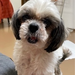 性格抜群とっても飼いやすい獅子丸くん