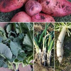 《無農薬》採れたて野菜　3種類詰め合わせ