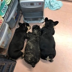 ★獣医さん募集！の画像