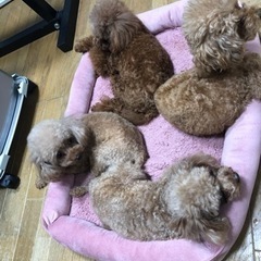 ★獣医さん募集！の画像