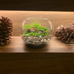 観葉植物・テラリウムA