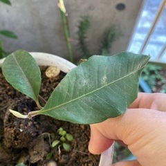 レモンマートル　無農薬苗　小サイズ　挿木苗