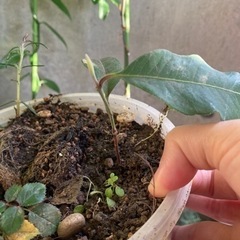 レモンマートル　無農薬苗　小サイズ　挿木苗の画像