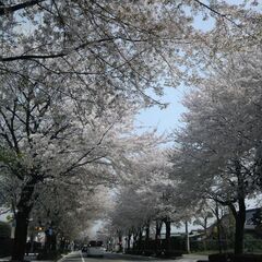 和太鼓を基本から学べます。太鼓体験随時受付中❗の画像