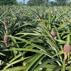 【2025年4月より】パイン収穫・箱詰め・植え付けの画像
