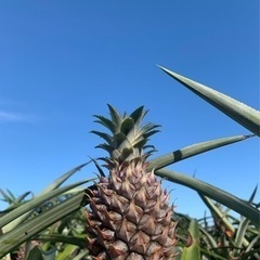 【2025年4月より】パイン収穫・箱詰め・植え付けの画像