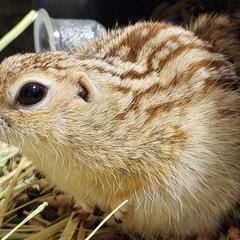 関東の動物イベントやおでかけできる人募集中 - 福生市