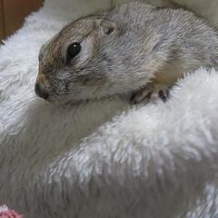 関東の動物イベントやおでかけできる人募集中