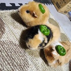 関東の動物イベントやおでかけできる人募集中 - チャット