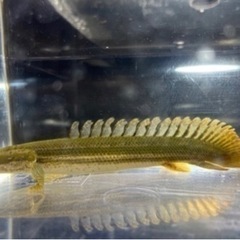 ポリプテルスビキールビキール