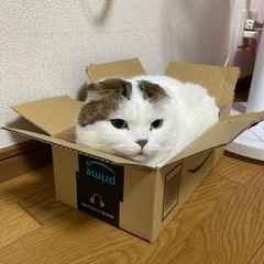 【里親決定】ありがとうございました！