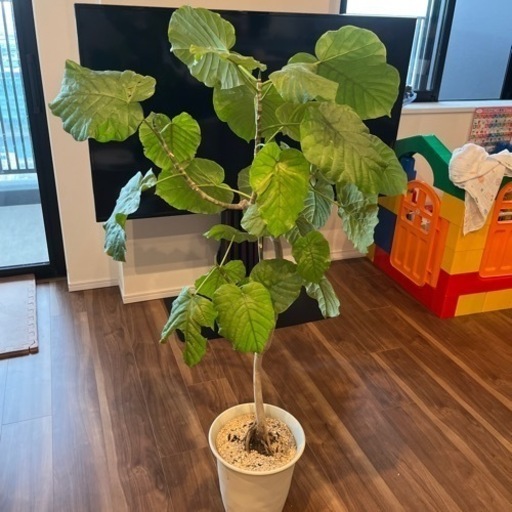 ウンベラータ　観葉植物