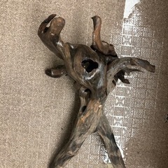 大型流木　アクアリウム　水槽の画像