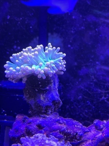 海水水槽機材、サンゴ等