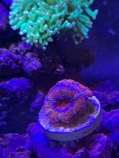 サンゴ画像確認用