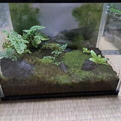 水槽　苔リウム
