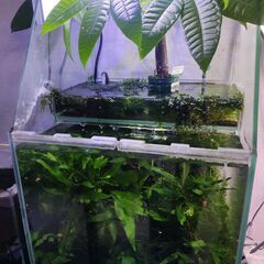 水草水槽