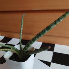 値下げしました💴⤵️【観葉植物】サンセベリア　キリンドリカ　④の画像