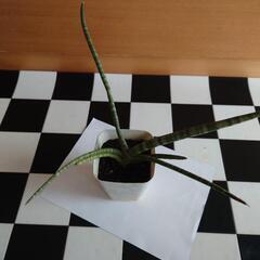 値下げしました💴⤵️【観葉植物】サンセベリア　キリンドリカ　④の画像