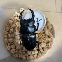 【大型】オオクワガタ　♂♀♀トリオ