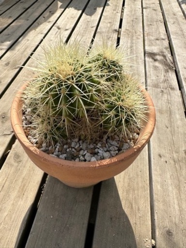 金鯱　群生　9頭