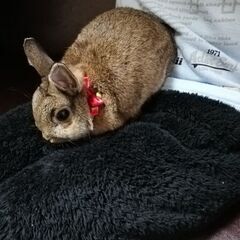 ネザーランド もうすぐ2歳