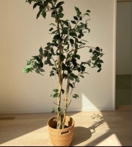 新築モデルルーム飾り　観葉植物