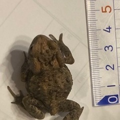 ヒキガエル