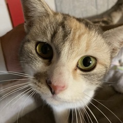ダイリュートキャリコ(淡い三毛猫) トライアル決定