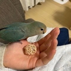 迷子のコザクラインコを探しています！