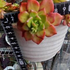 多肉植物　レディージア　カット苗