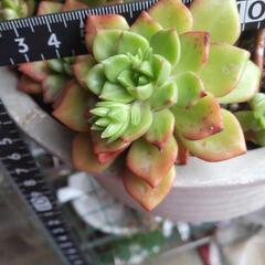 多肉植物　レディージア　カット苗　花芽つき